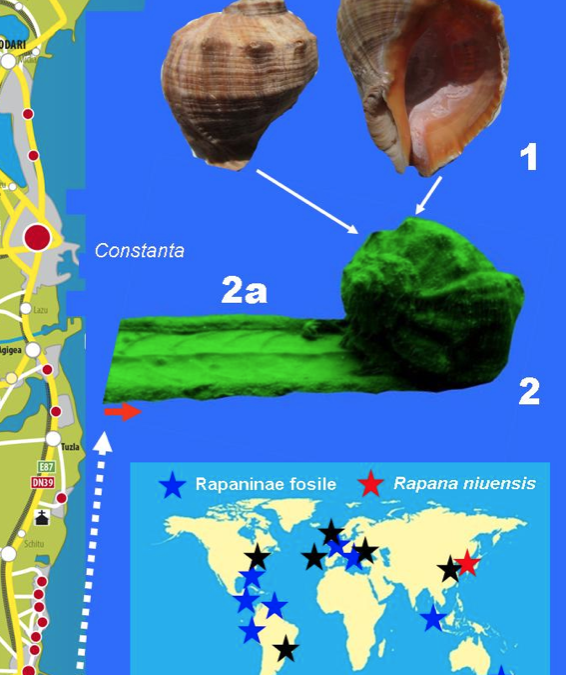 Edupedu.ro: Cercetătorul geolog Titus Brustur: Gasteropodul Rapana, ”dușmanul” midiilor din Marea Neagră